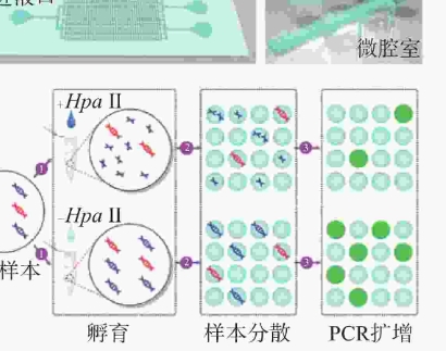 EPIPROBE02 PCDHGB7基因甲基化檢測分析軟件